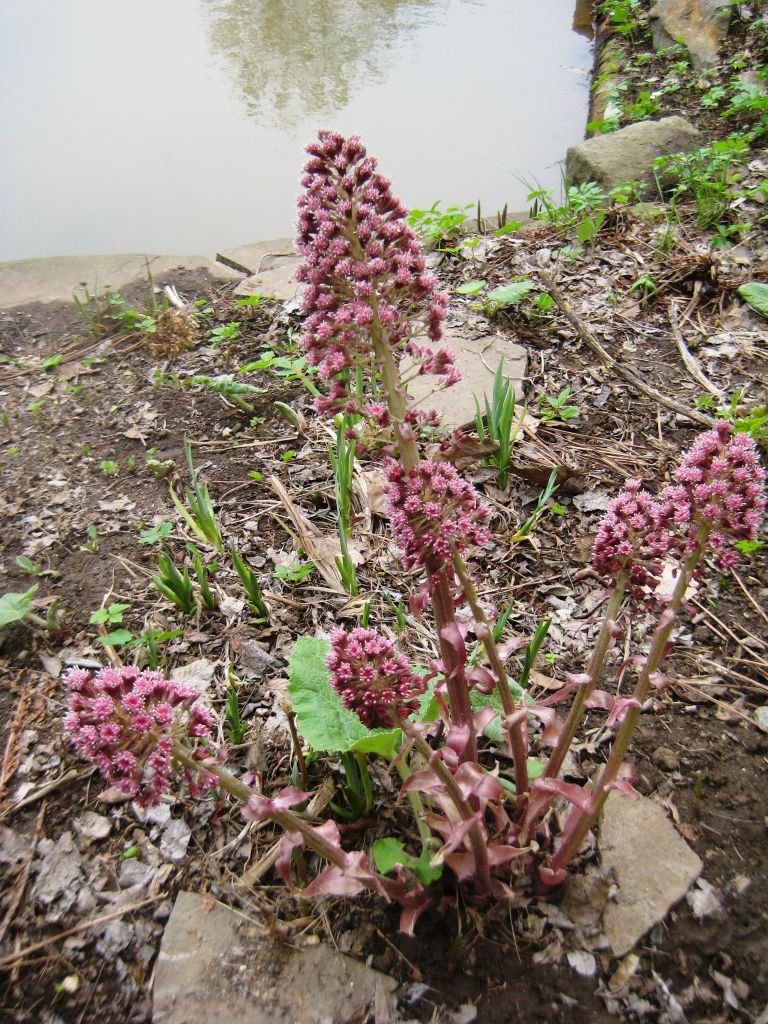 Изображение особи Petasites hybridus.