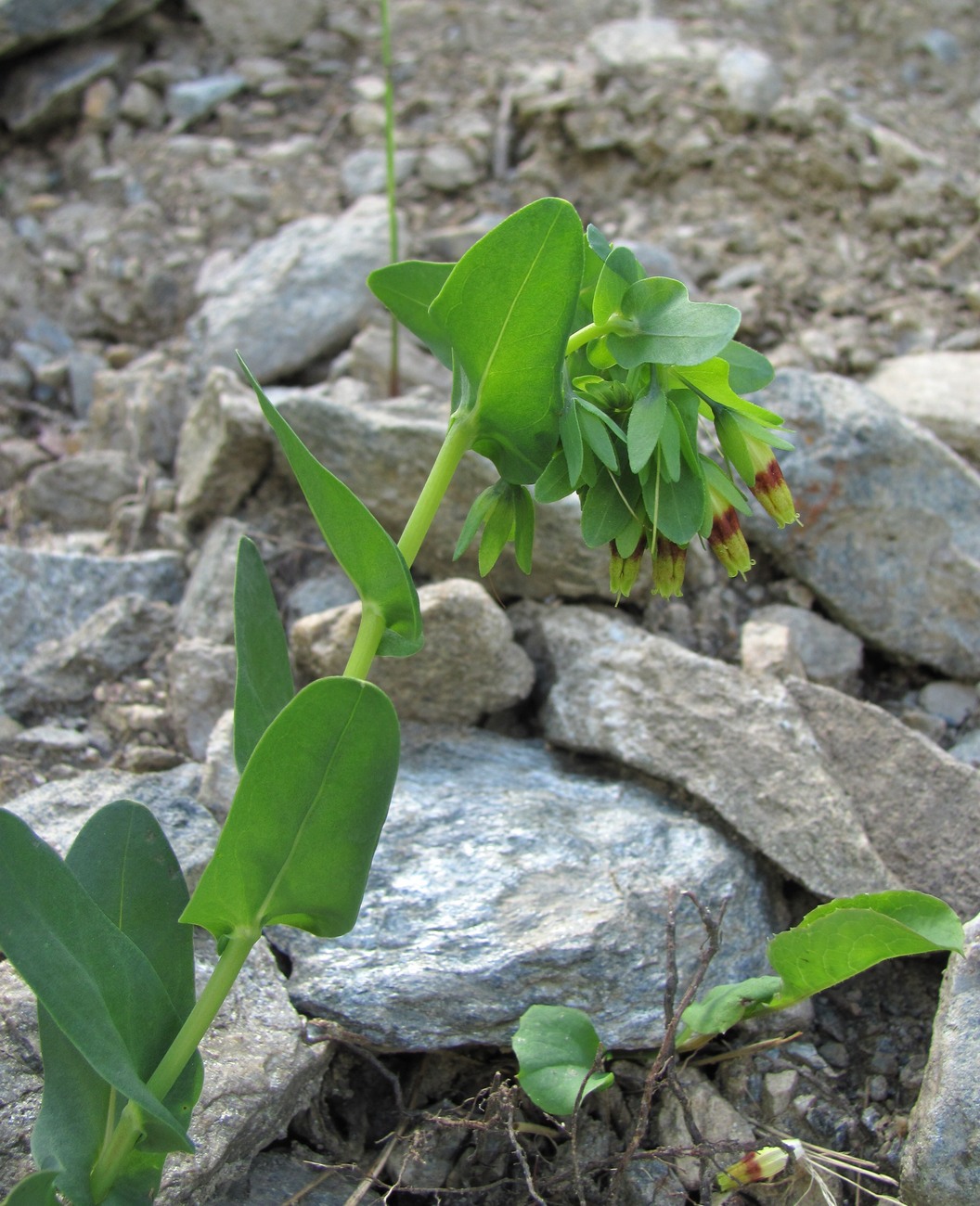 Изображение особи Cerinthe glabra ssp. caucasica.