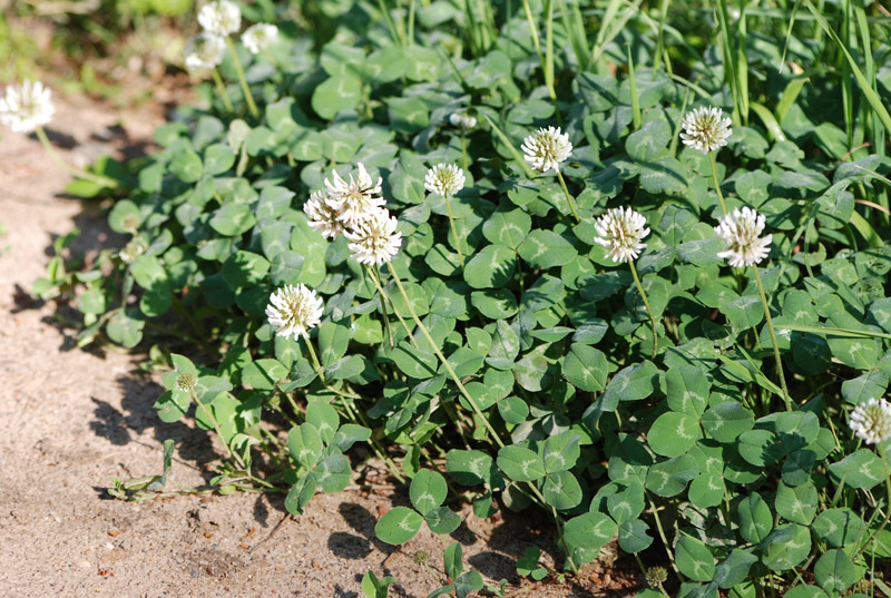 Image of Trifolium repens specimen.