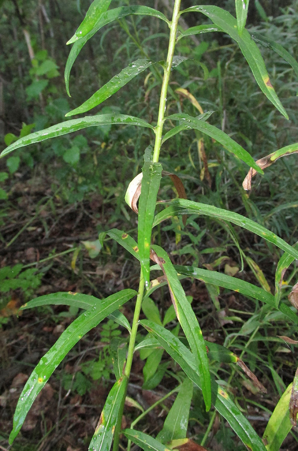 Изображение особи Hieracium umbellatum.