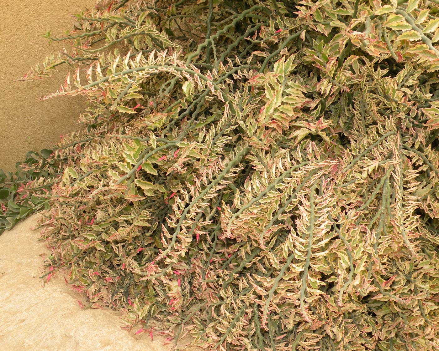 Изображение особи Euphorbia tithymaloides.