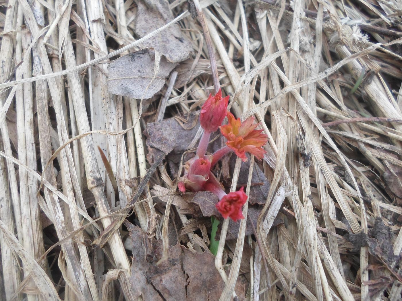 Изображение особи Geranium pratense.