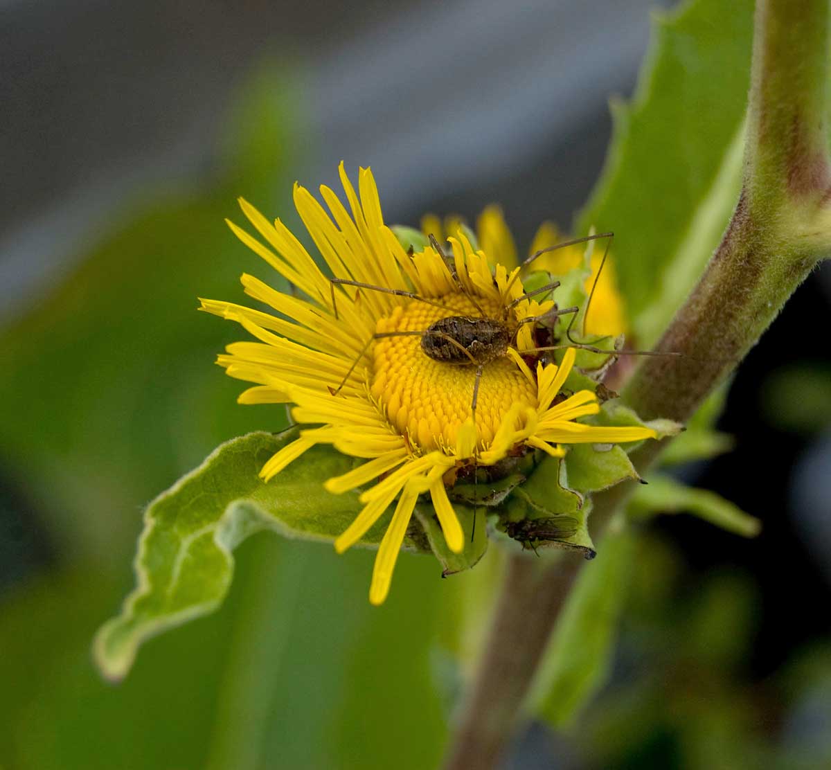 Image of Inula helenium specimen.