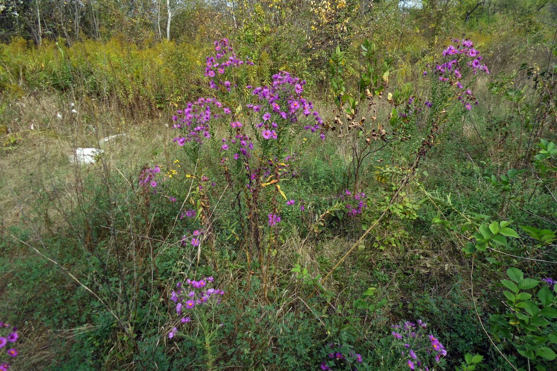 Изображение особи Symphyotrichum novae-angliae.