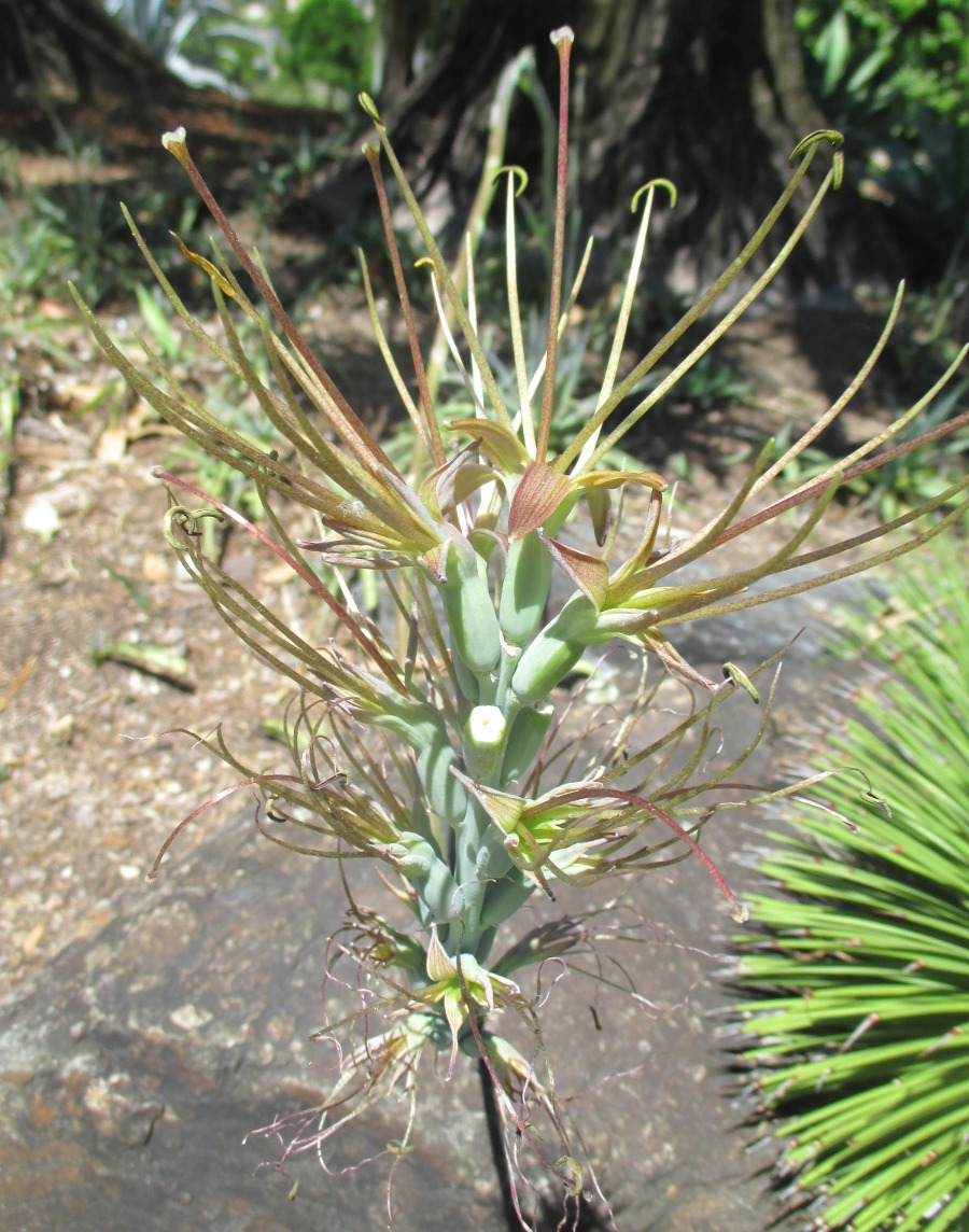 Image of Manfreda variegata specimen.