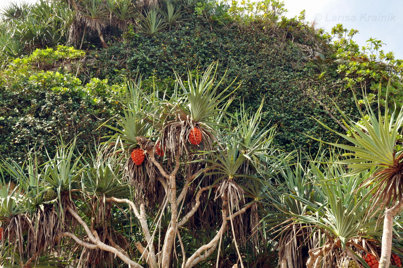 Изображение особи Pandanus tectorius.