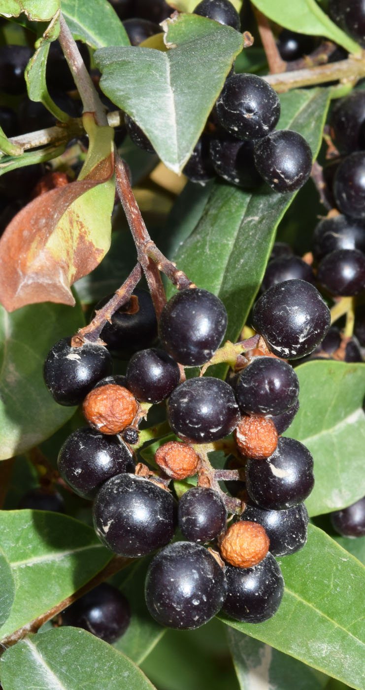Image of Ligustrum vulgare specimen.