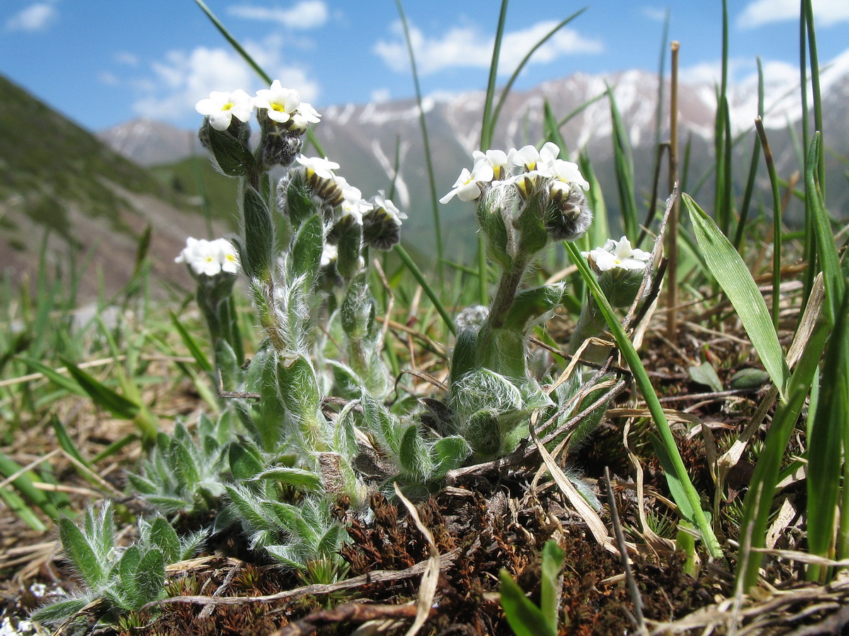 Изображение особи Eritrichium villosum.