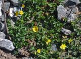 genus Potentilla. Цветущее растение. Таджикистан, Фанские горы, перевал Талбас, ≈ 3500 м н.у.м., каменистый сухой склон. 01.08.2017.