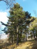 Pinus peuce