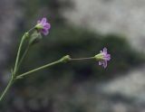 Gypsophila perfoliata