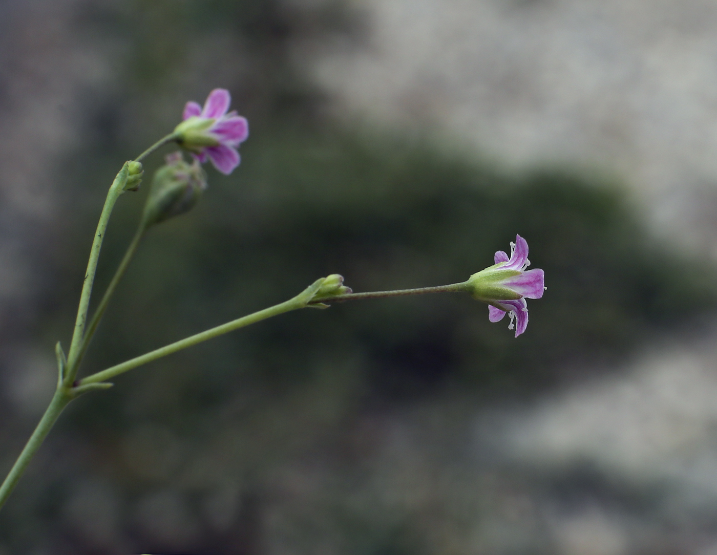 Изображение особи Gypsophila perfoliata.