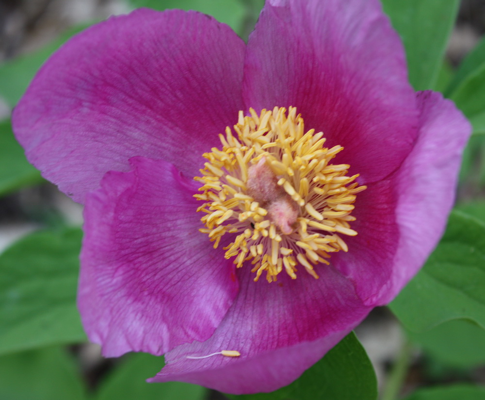 Image of Paeonia daurica specimen.