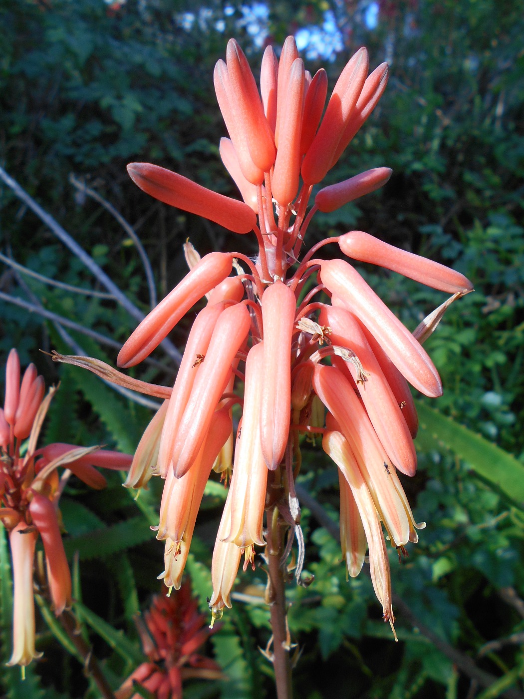 Изображение особи Aloe elgonica.