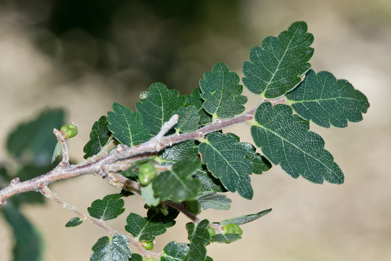 Изображение особи Zelkova abelicea.