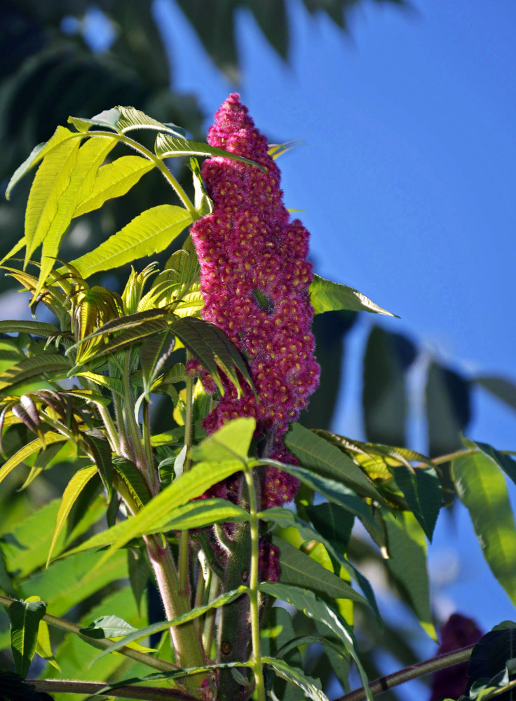 Image of Rhus typhina specimen.