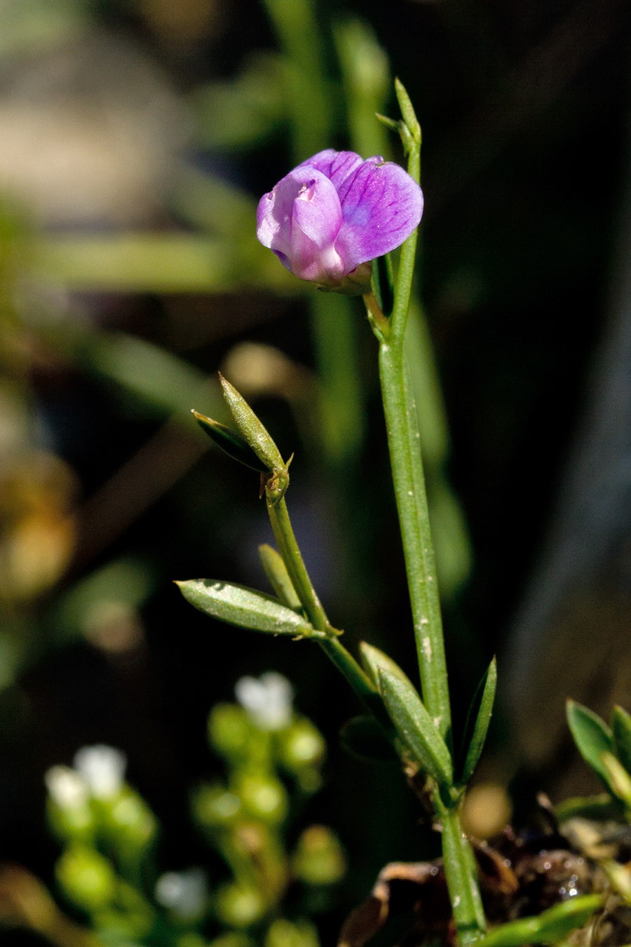 Image of Lathyrus neurolobus specimen.