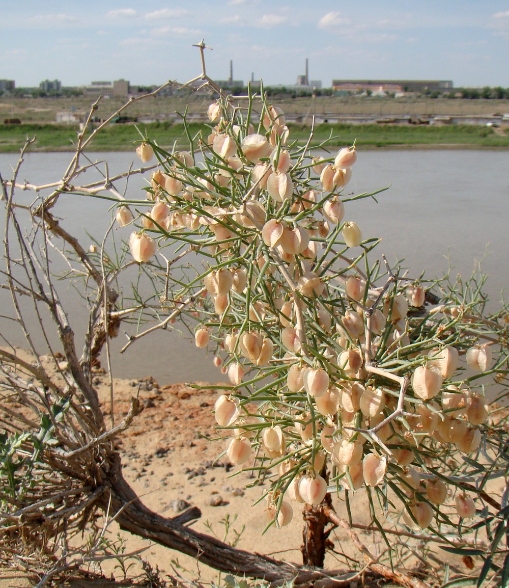 Image of genus Calligonum specimen.