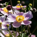 Anemone hupehensis