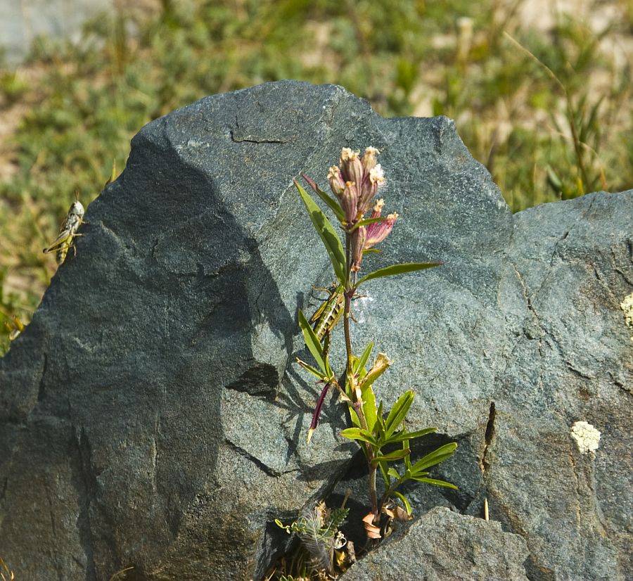 Image of Silene amoena specimen.