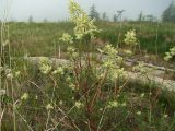 Aconogonon divaricatum. Верхушки цветущего растения. Магаданская обл., Ольский р-н, Ольское шоссе, около разрушенного здания недалеко от дороги. 01.07.2016.