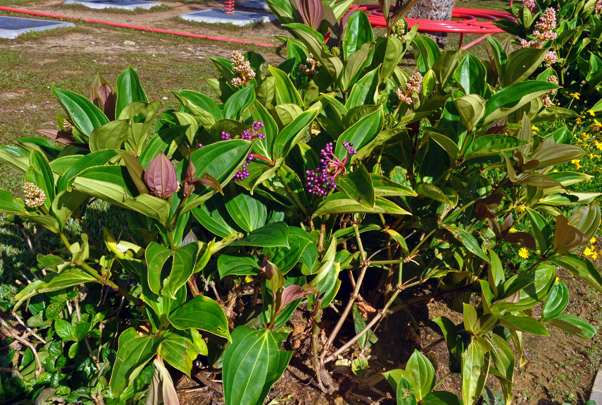 Image of Medinilla cummingii specimen.