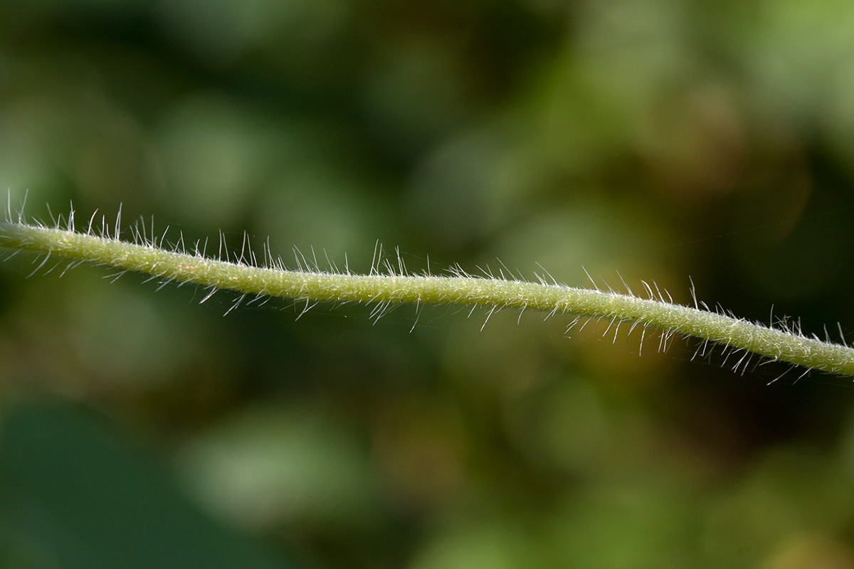 Image of Ipomoea purpurea specimen.