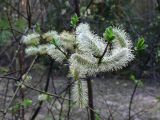 Salix phylicifolia. Верхушка ветви с мужскими соцветиями. Свердловская обл., окр. г. Североуральск, р-н ЮВС шахты 16-16/бис. 19.05.2016.