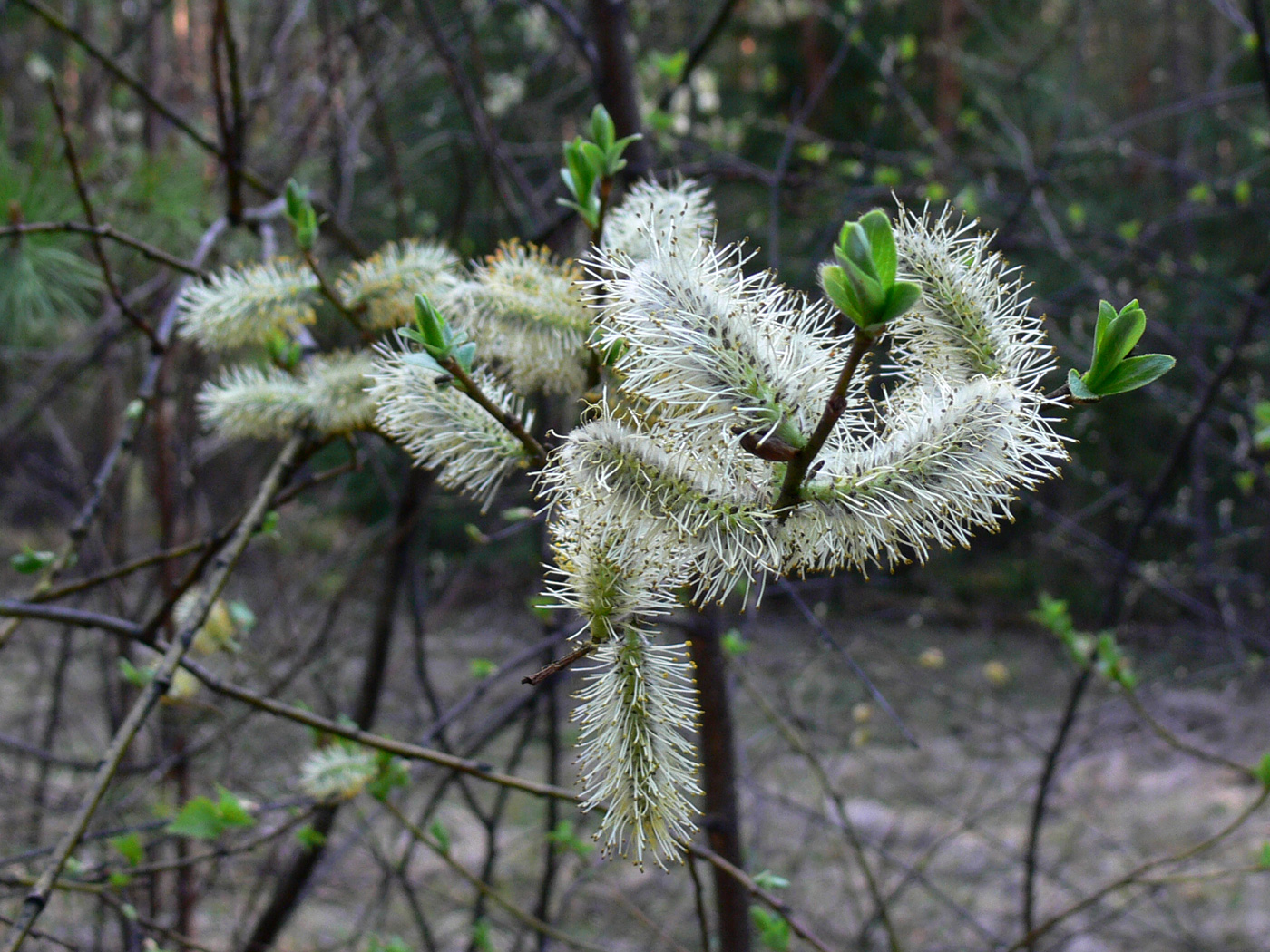 Image of Salix phylicifolia specimen.