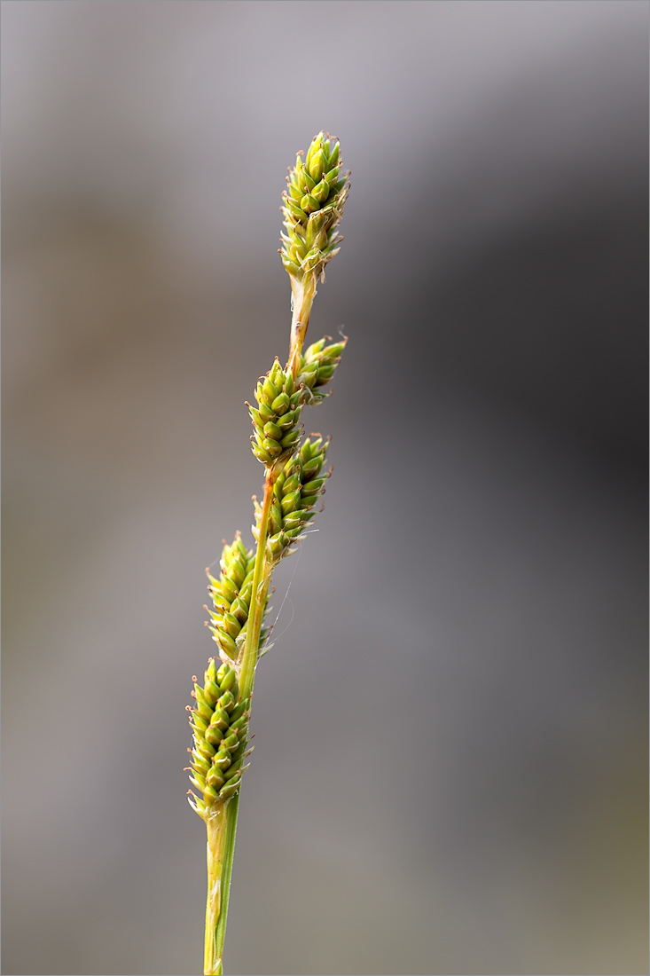 Изображение особи Carex canescens.