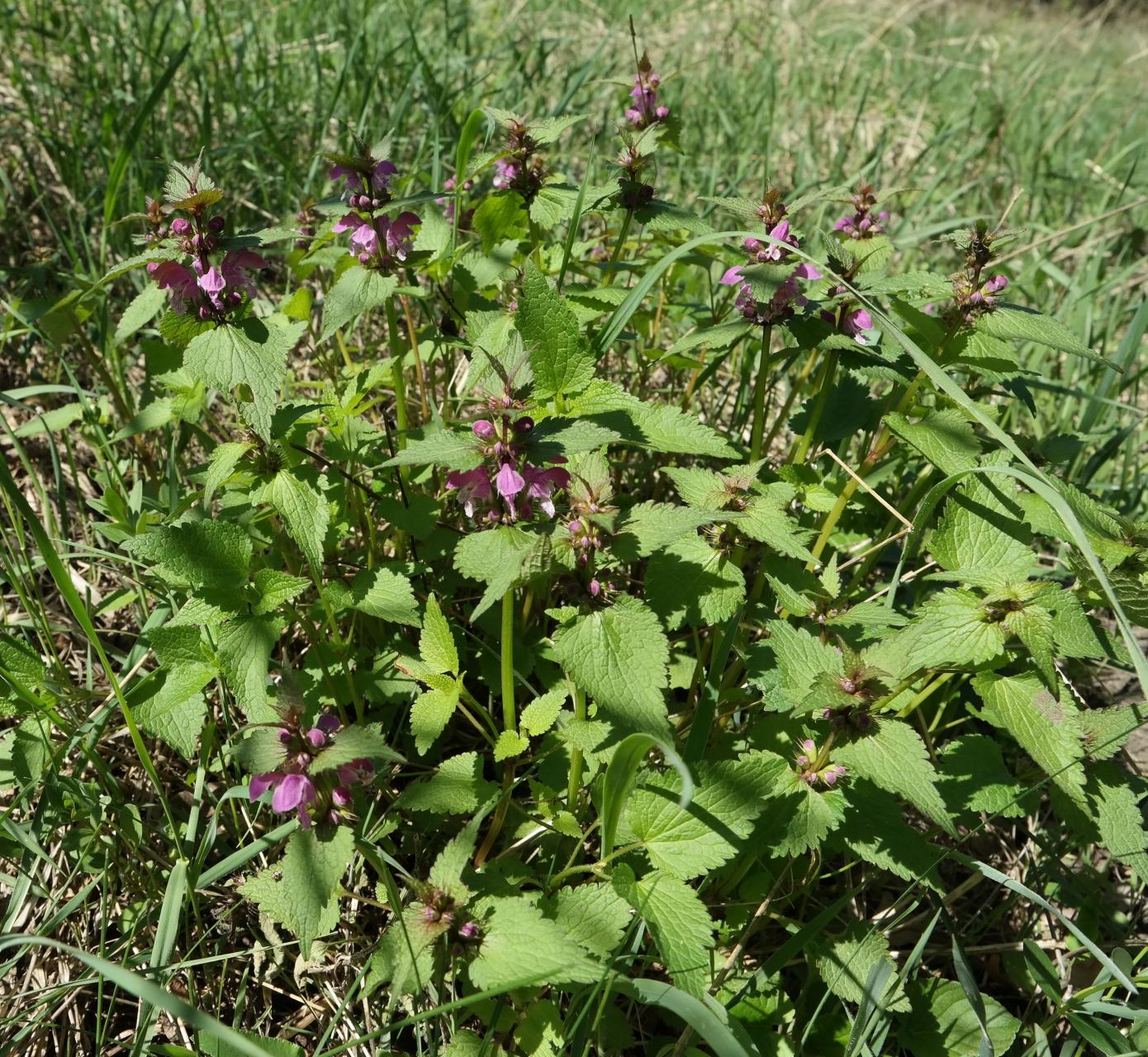 Image of Lamium maculatum specimen.
