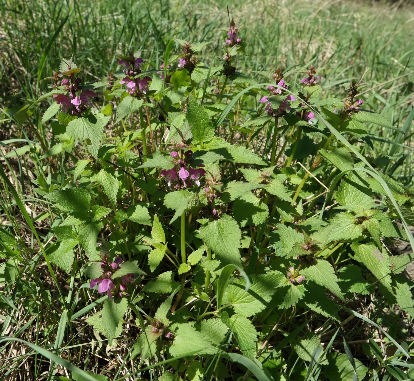 Изображение особи Lamium maculatum.