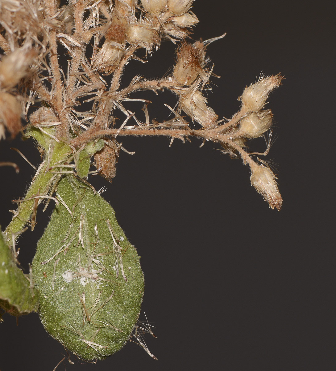 Image of Pluchea dioscoridis specimen.