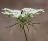 Daucus guttatus