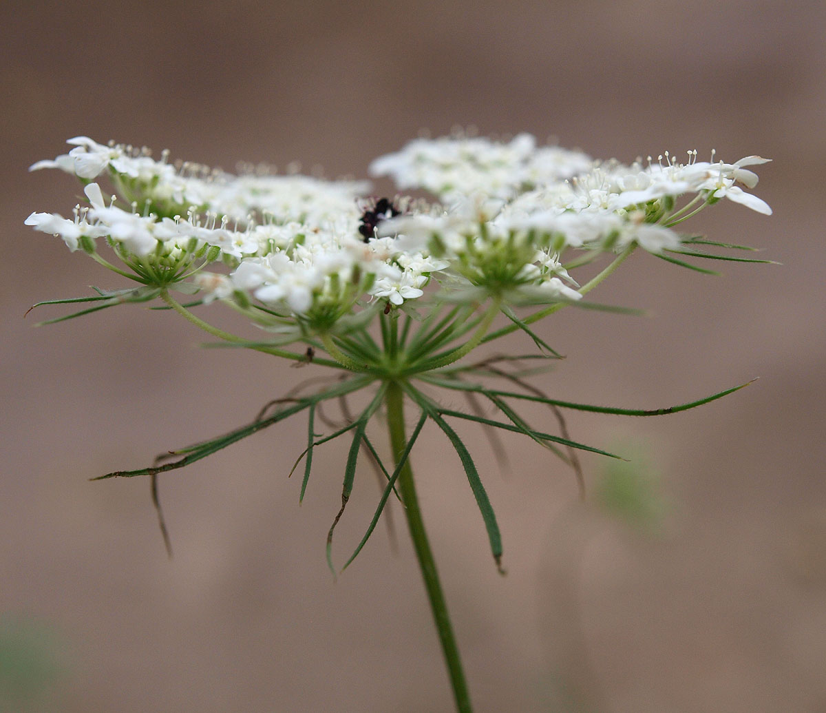 Изображение особи Daucus guttatus.