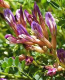 Astragalus buschiorum. Соцветие. Северная Осетия, нижняя часть Алагирского ущелья, окр. пос. Тамиск, у святилища Ныхасы-Уастырджи. 07.05.2010.