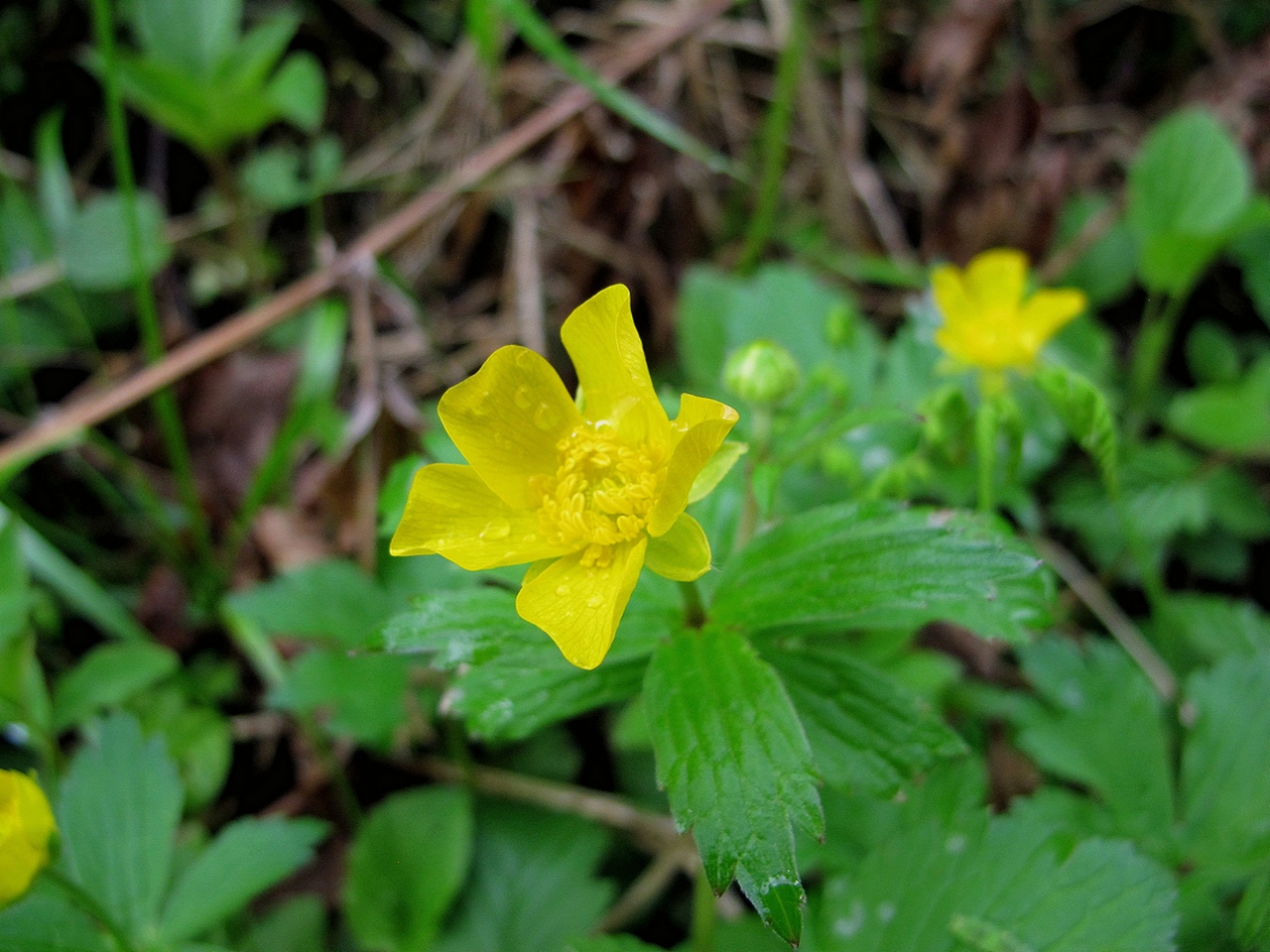 Изображение особи Ranunculus carpaticus.