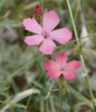 Dianthus biflorus