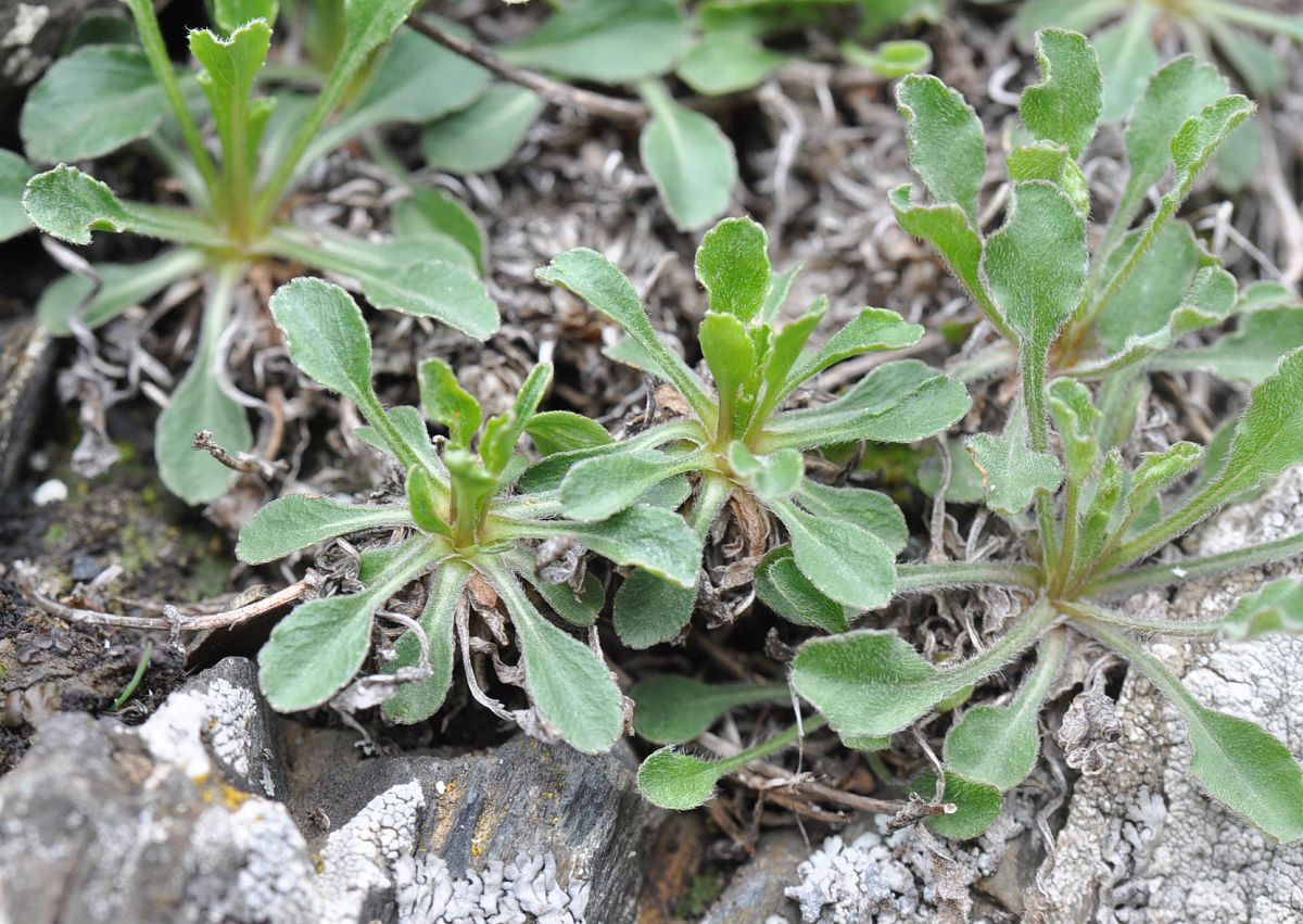 Image of genus Campanula specimen.
