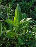 Veratrum lobelianum. Вегетирующее растение. Тульская обл., Алексинский р-н, долина р. Вашана, опушка березняка. 11.06.2018.