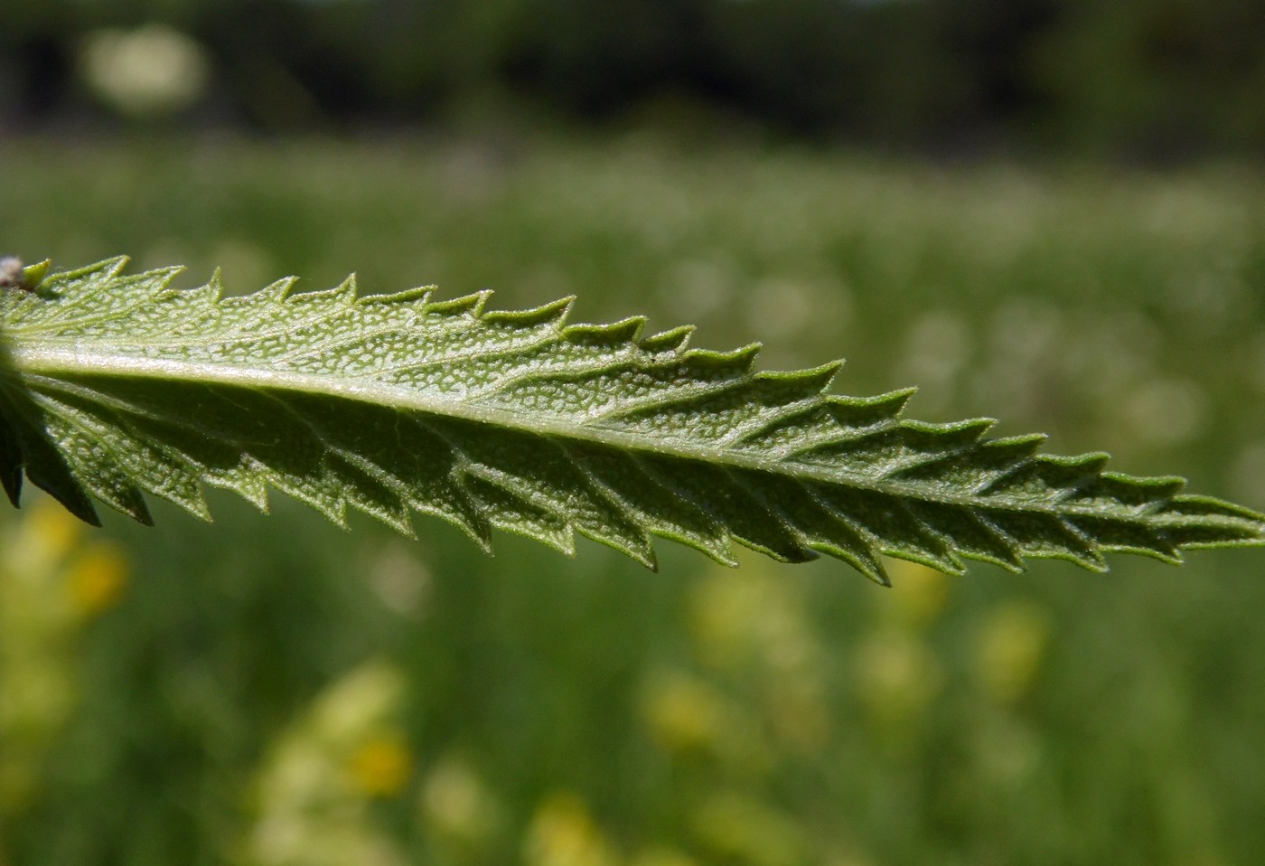 Image of Rhinanthus vernalis specimen.