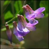 Vicia cassubica