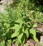 Campanula latifolia. Расцветающие растения. Подмосковье, окр. г. Одинцово, смешанный лес, на берегу небольшого ручья. Июнь 2018 г.