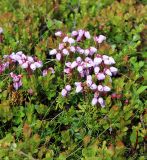 Phyllodoce caerulea