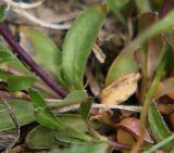 Draba sibirica