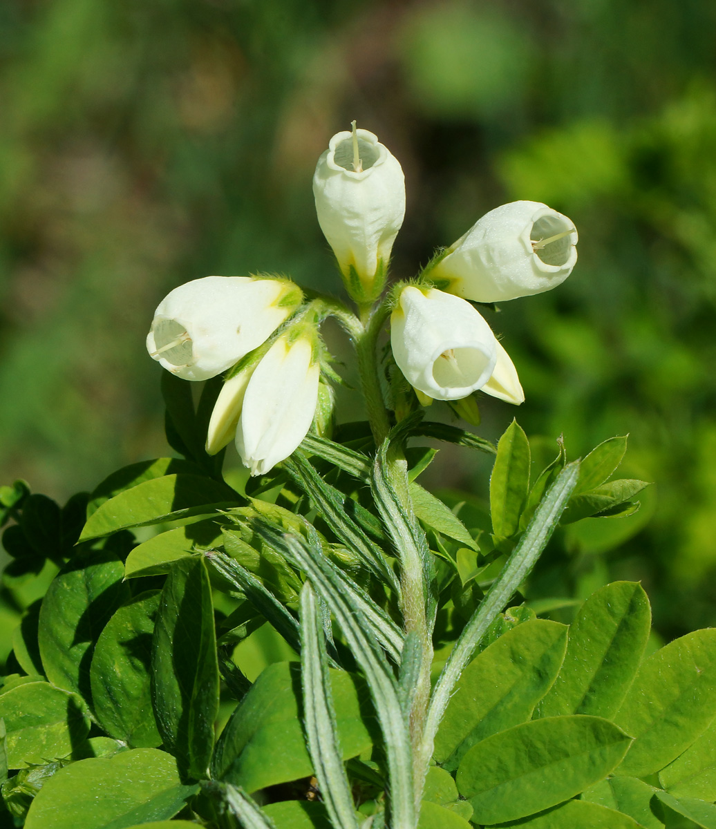 Изображение особи Onosma simplicissima.