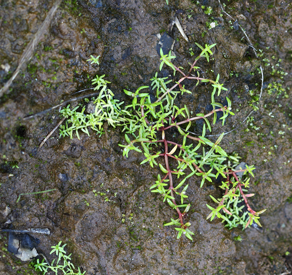 Image of Tillaea aquatica specimen.