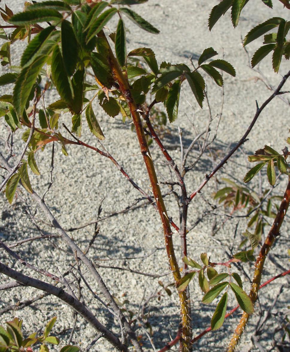 Image of Rosa cinnamomea specimen.