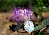 Capparis zoharyi. Цветок. Израиль, Голанские высоты, мошав Одем. 06.07.2018.