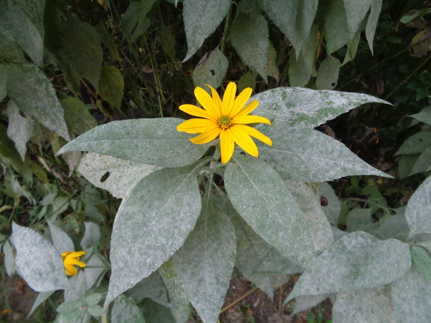 Изображение особи Helianthus tuberosus.